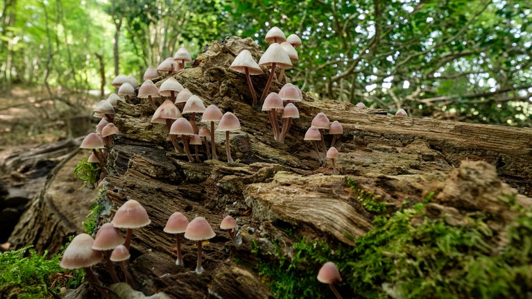 Fungi found growing from a log at Polesden Lacey
